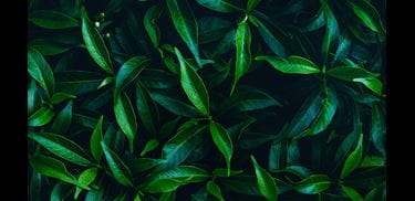 Glass.Mapper.Sc.Fields.Image?.Alt