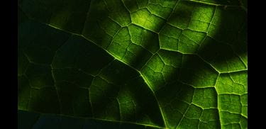 Glass.Mapper.Sc.Fields.Image?.Alt