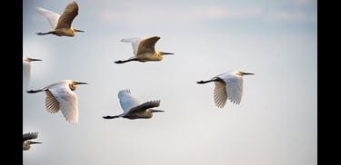 Glass.Mapper.Sc.Fields.Image?.Alt