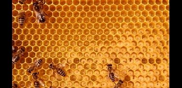 Glass.Mapper.Sc.Fields.Image?.Alt